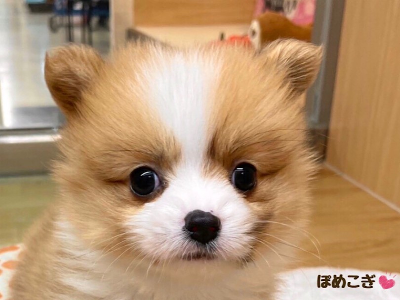 ミックス 】初登場！レアなミックス犬、ポメコギちゃん | マルワンBLOG | ペットショップ マルワン 小さめ子犬 美形な子猫 初心者安心のサポート