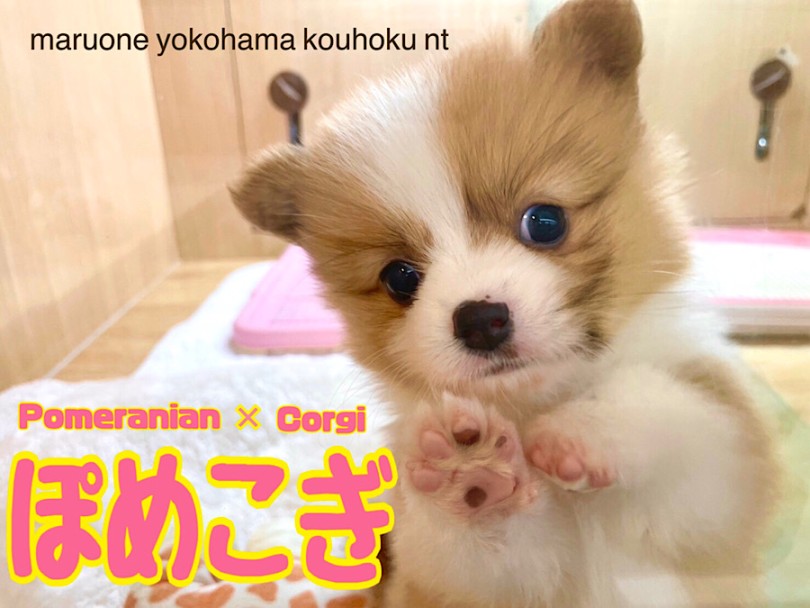 ミックス 】初登場！レアなミックス犬、ポメコギちゃん | マルワンBLOG