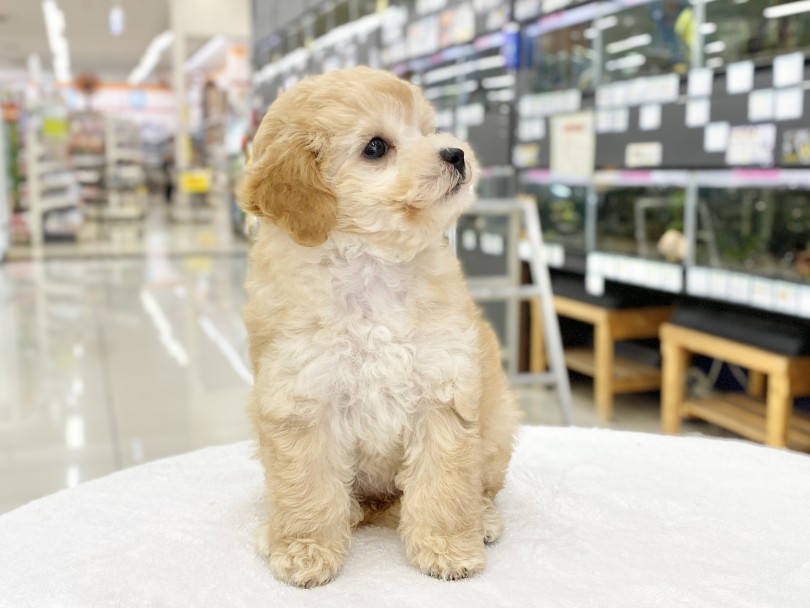 成犬時予想体重5.0kg前後 | MIX犬 ビションプー  （06-100） - 横浜 大倉山店