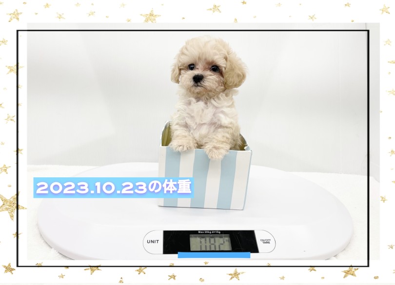 生後2ヶ月の体重は820g | MIX犬 マルプー （14-60） - 城山店
