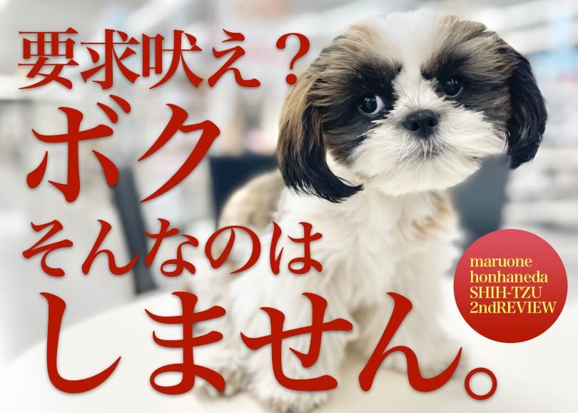 シーズー 】最高のおとなシーズー！生後5ヶ月を迎えたシーズーちゃんに