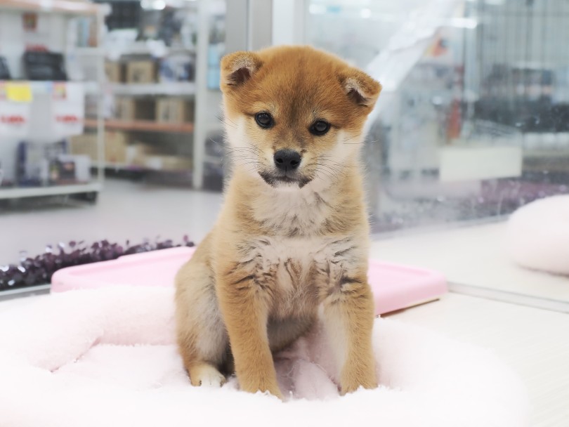 守ってあげたい弟感満載の垂れ耳ちゃん | 柴犬 （05-61） - 本羽田店