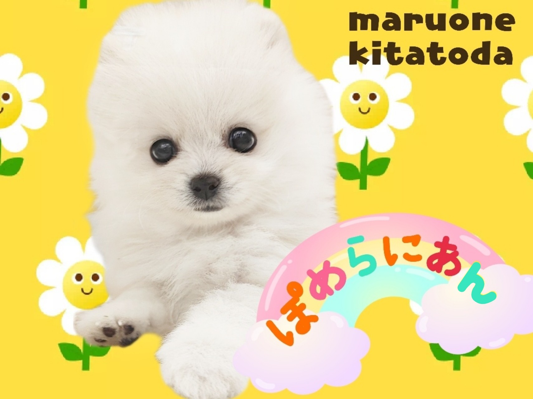 ポメラニアンのような猫 7432c06ad077dad4d5becbcde4efe2