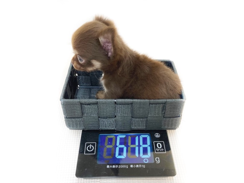 成犬時の予想体重は1.5～3.0kg | チワワ （08-70） - 大和 相模大塚店