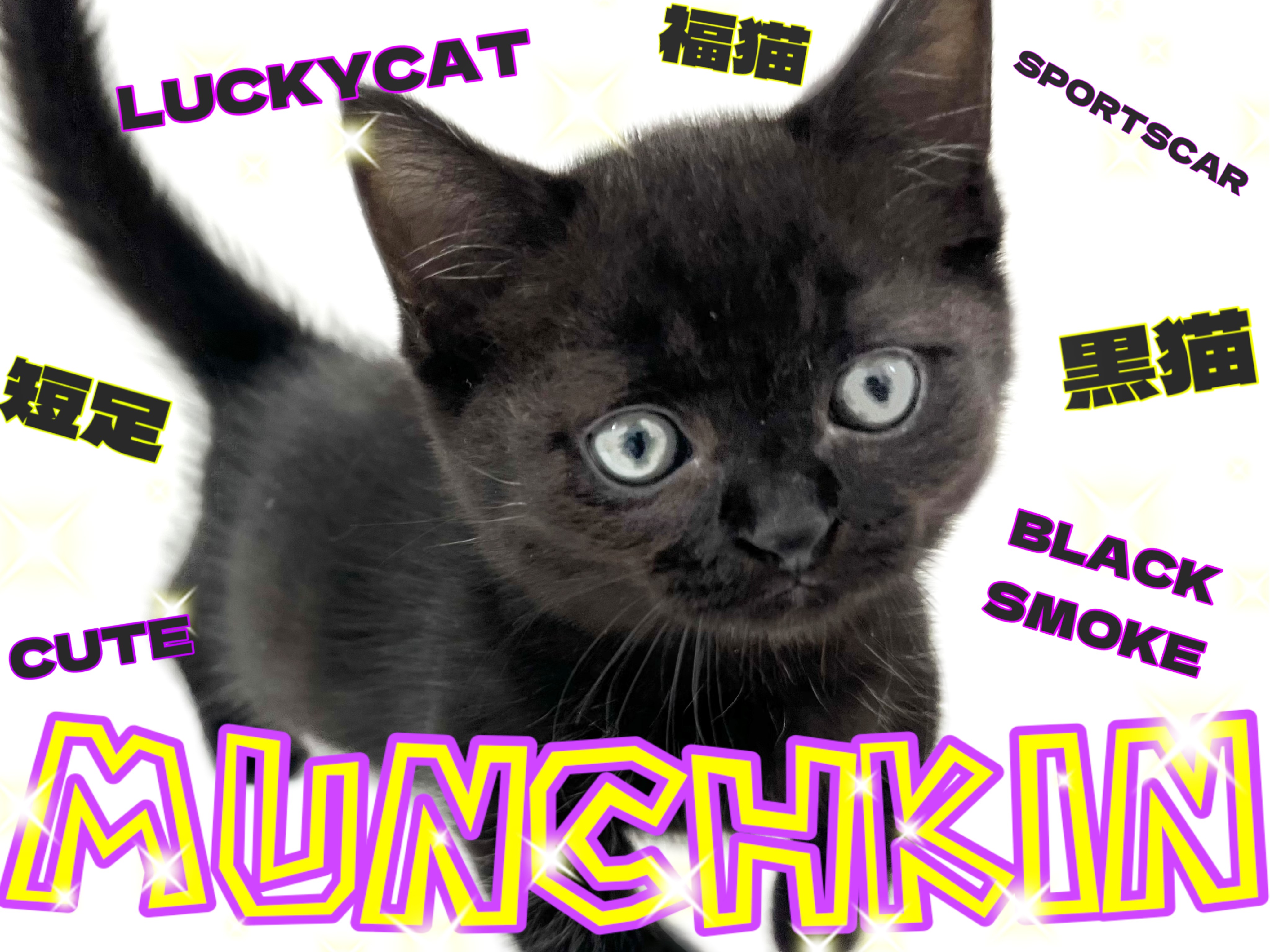 黒猫 マンチカン 】美しいブラックスモークカラーのシャコタン黒にゃんこ