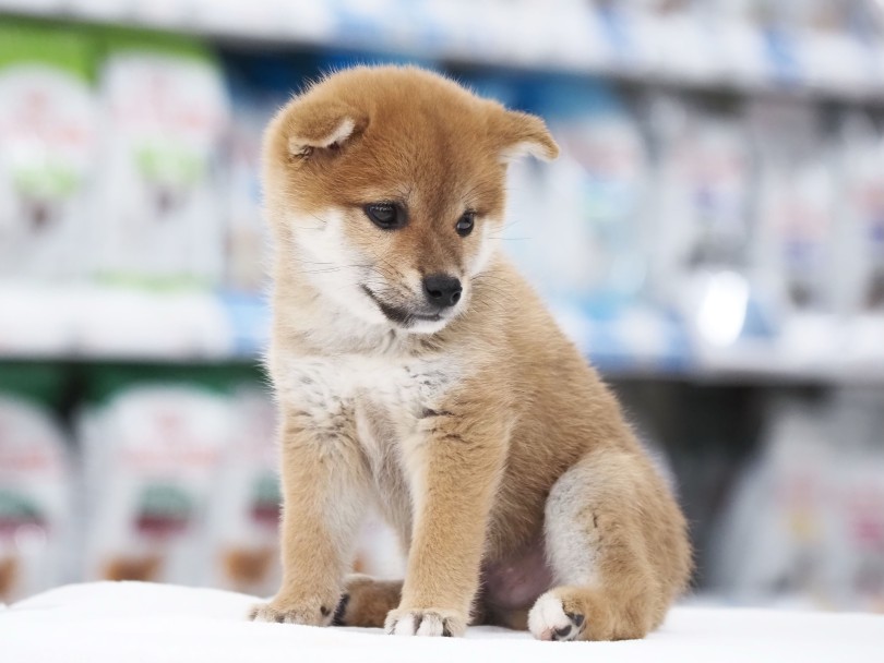 特技はオスワリなんだワン♪ | 柴犬 （05-61） - 本羽田店