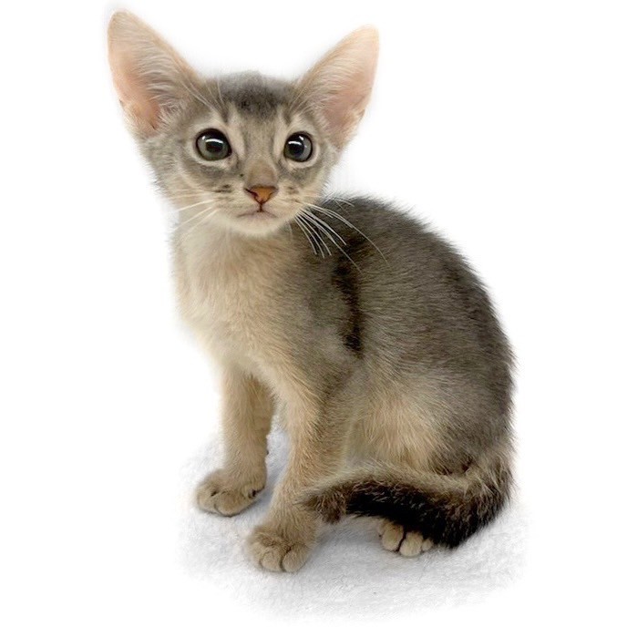 アビシニアンページ★ アビシニアンの子猫販売 ブリーダーの出産情報 猫専門ペット