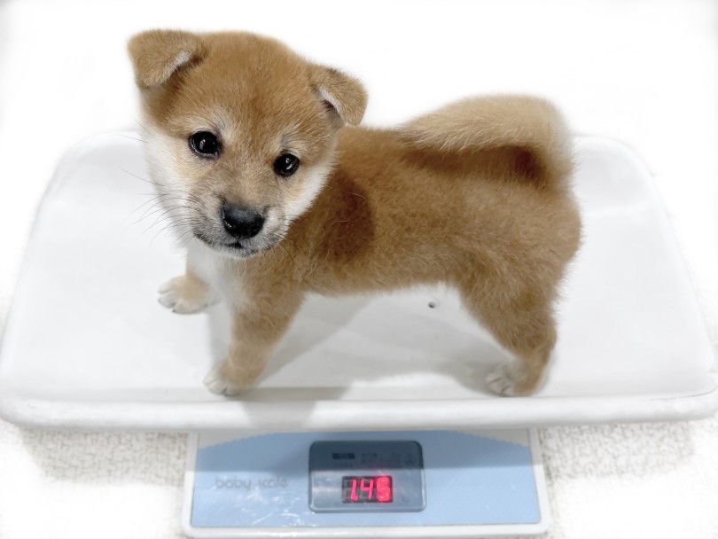 成犬時の予想体重は8kgほど | 柴犬 （02-44） - 横浜 白楽店