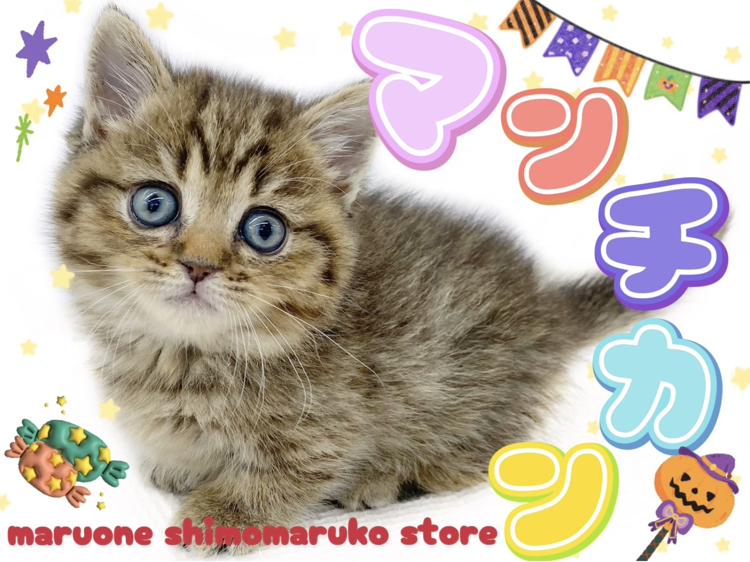 マンチカン 】やっぱり可愛い愛されキャット！短足タイプの癒し系は