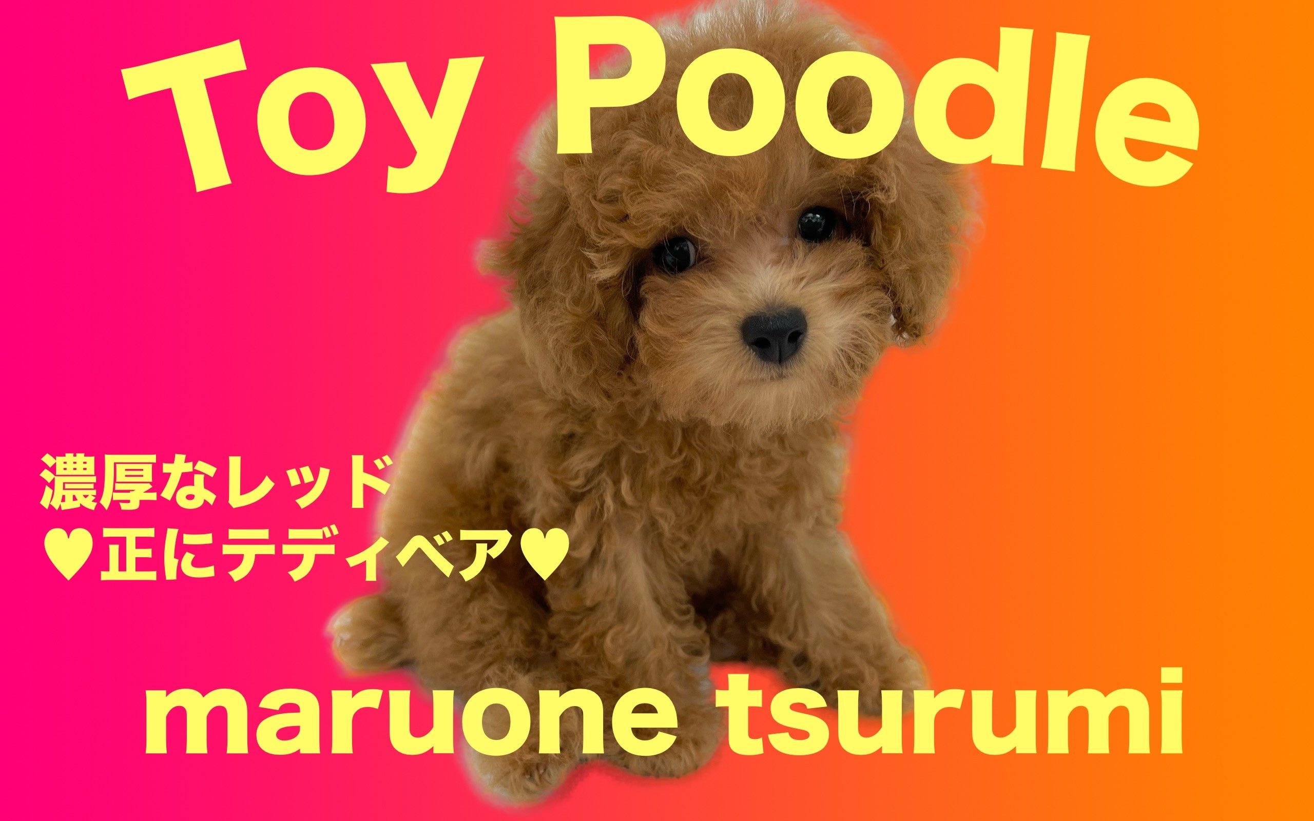 トイプードル 】2ndブログ！1日のルーティンをご紹介！ | マルワンBLOG