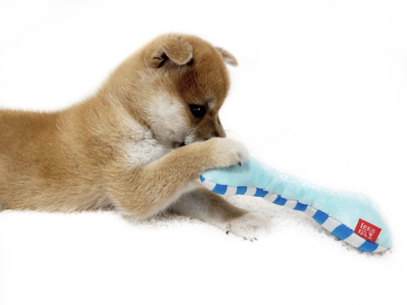 柔らかくて薄めのおもちゃが好きなようです♪ | 柴犬 （02-44） - 横浜 白楽店