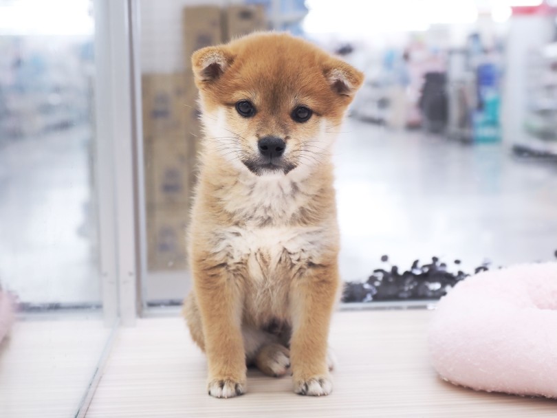 カメラを向けるとチョコンとオスワリ♡ | 柴犬 （05-61） - 本羽田店