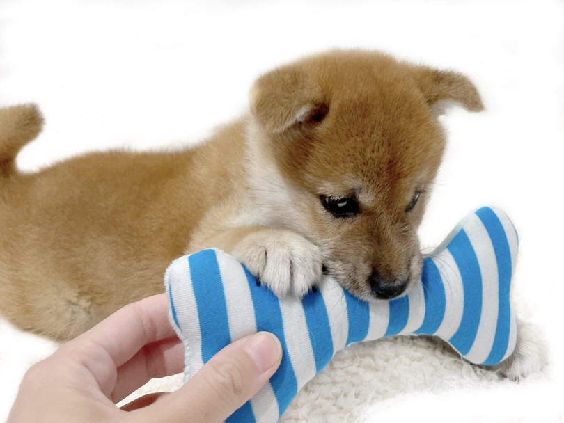 骨の形をしたぬいぐるみおもちゃをプレゼント | 柴犬 （02-44） - 横浜 白楽店