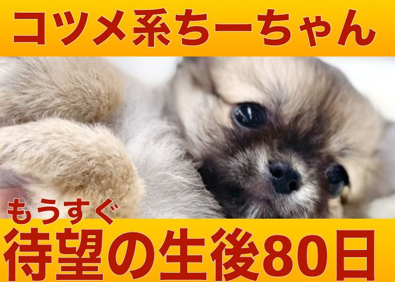 【 チワワ  】もうすぐ生後80日を迎えるドワーフボディーの癒し系プリンセス！