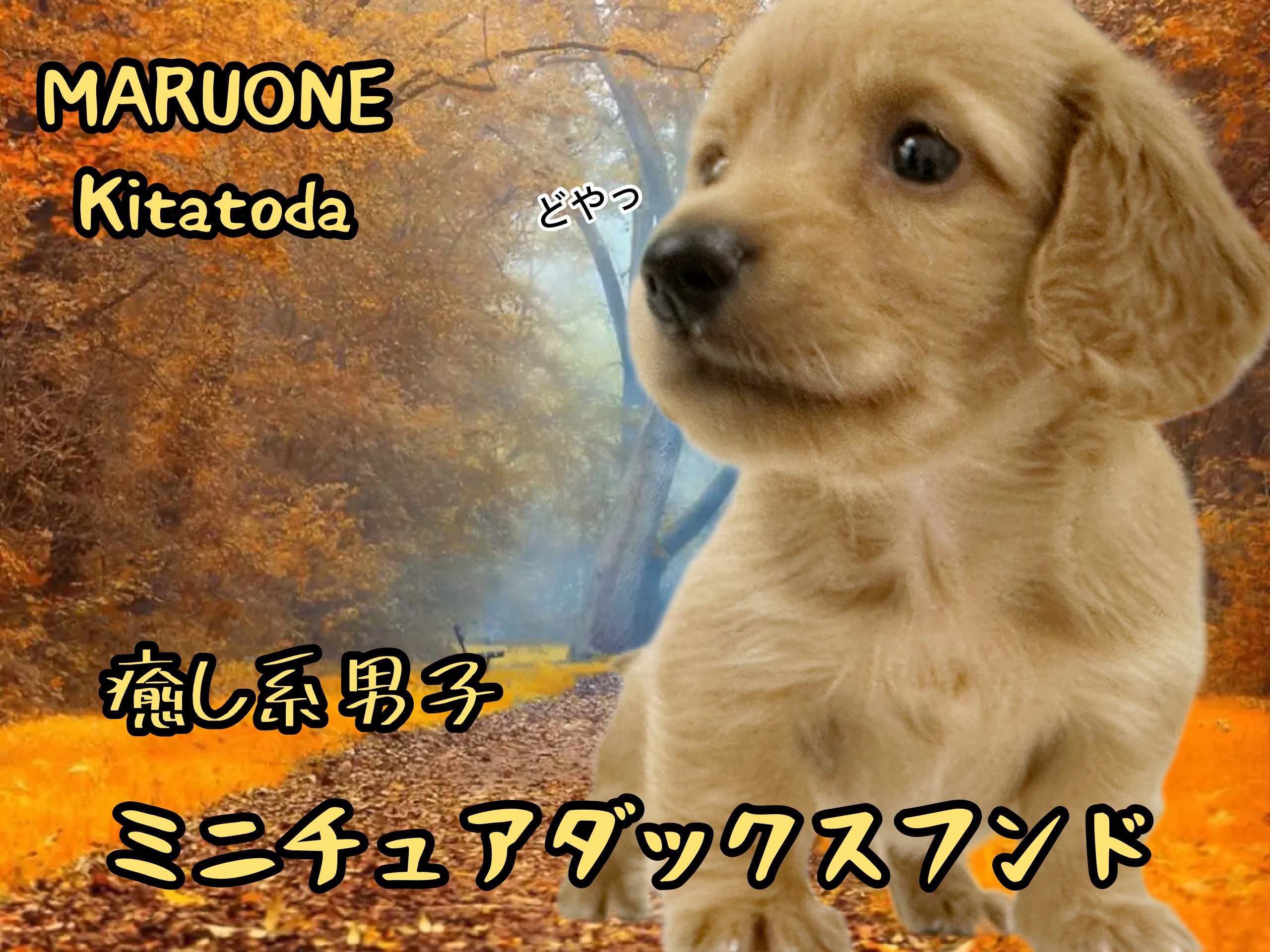 ミニチュア・ダックスフンド 】ゴールドカラーに身を包んだ癒し系男子