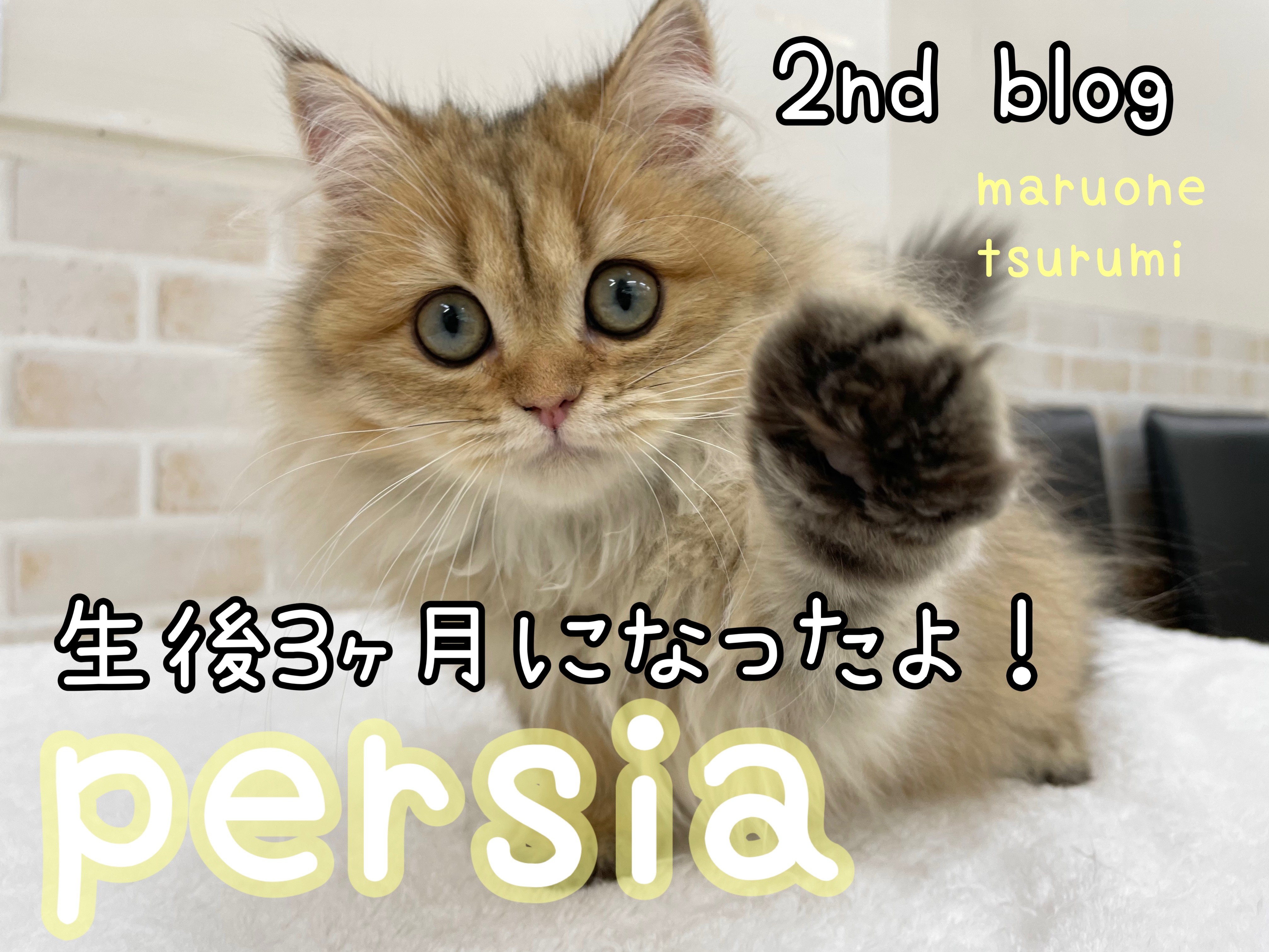 ペルシャ 】2ndブログ！生後3ヶ月になったよ！ | マルワンBLOG