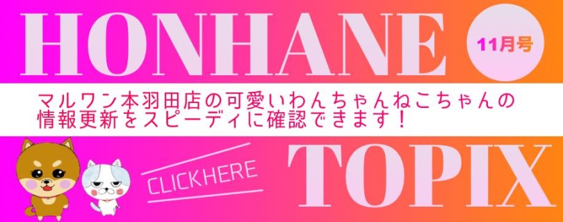 【 HONHANEトピック11月号 】マルワン本羽田店の11月の配信情報！