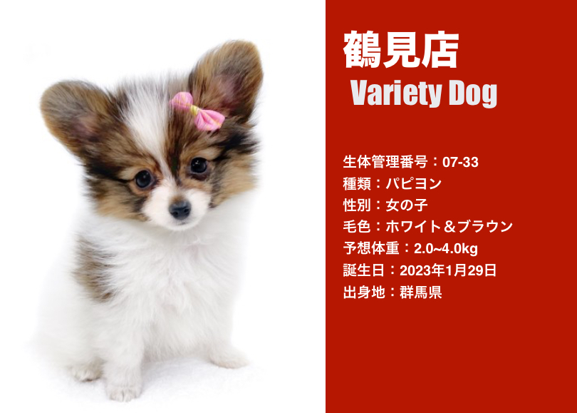 犬バラエティ特集 】11/30現在在店中の全店舗のバラエティDOGをご紹介