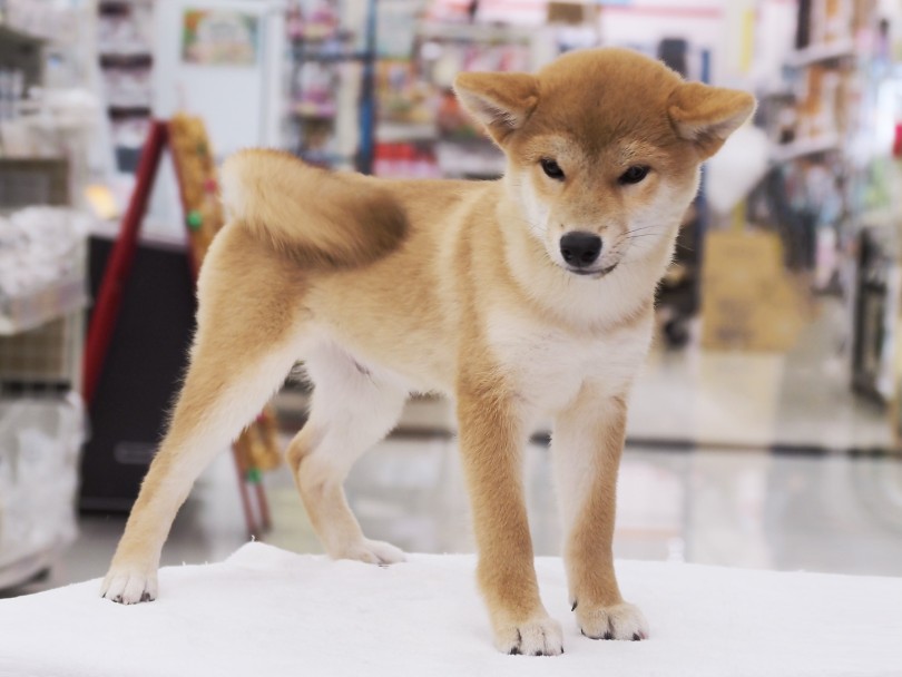 世界一可愛い三角形！！ | 柴犬 （03-59） - 横浜 大倉山店