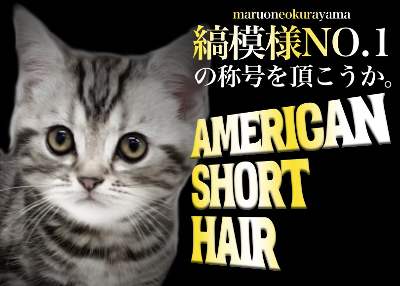 アメリカンショートヘア 】甘えん坊な性格の素晴らしい縞模様アメショ