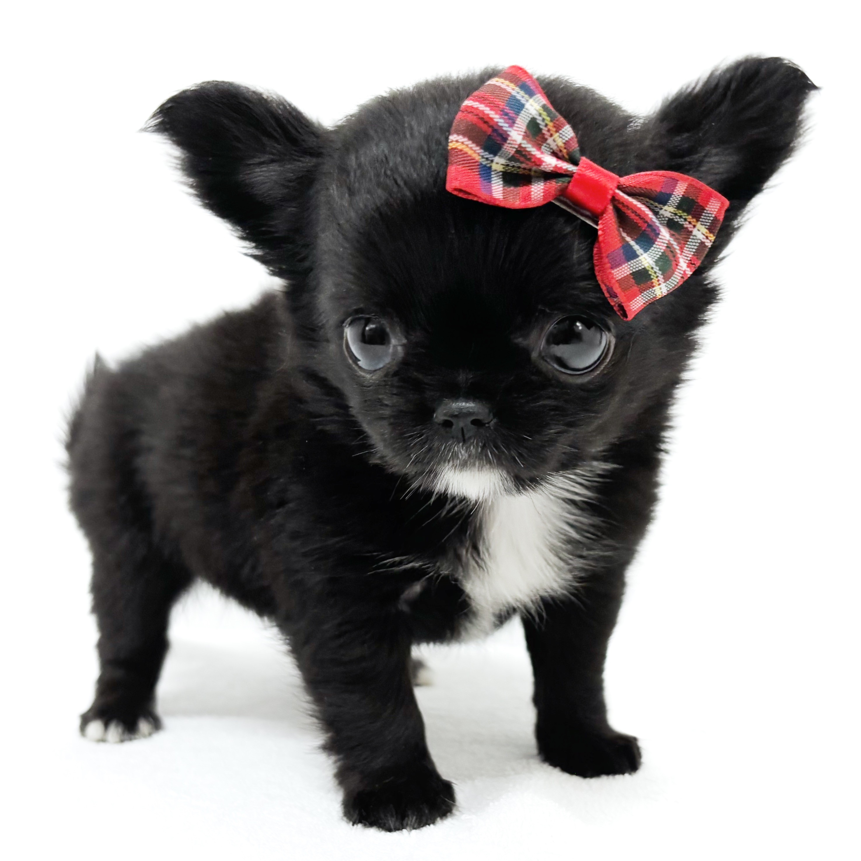 チワワ | ペットショップ マルワン 小さめ子犬 美形な子猫 初心者安心 