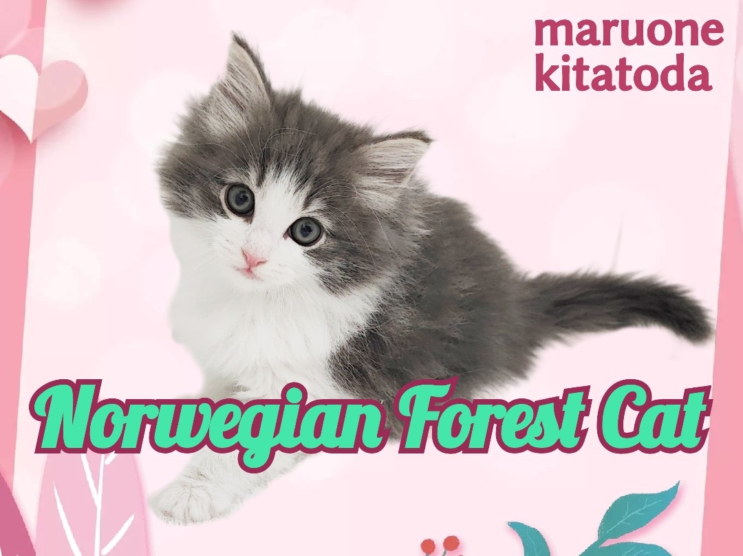 ノルウェージャンフォレストキャット 】将来有望！人見知りゼロの美猫