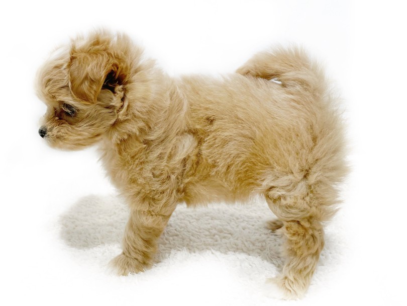 抜群の毛量を誇る被毛は、ずっと触っていたくなります | MIX犬 マルプー （02-48） - 横浜 白楽店