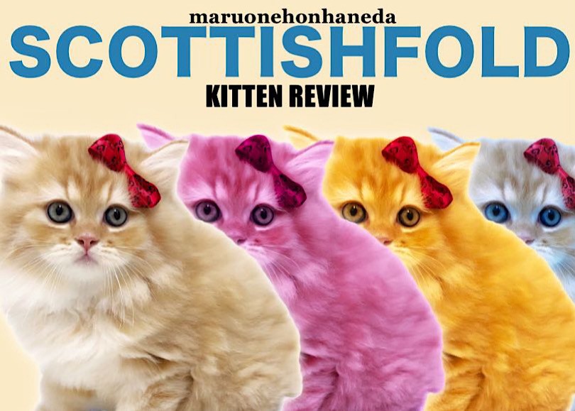 スコティッシュフォールド 】圧巻の毛量にイチコロ！！至福の