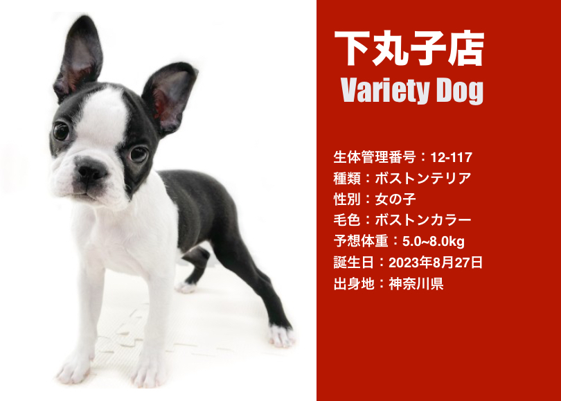 犬バラエティ特集 】11/30現在在店中の全店舗のバラエティDOGをご紹介