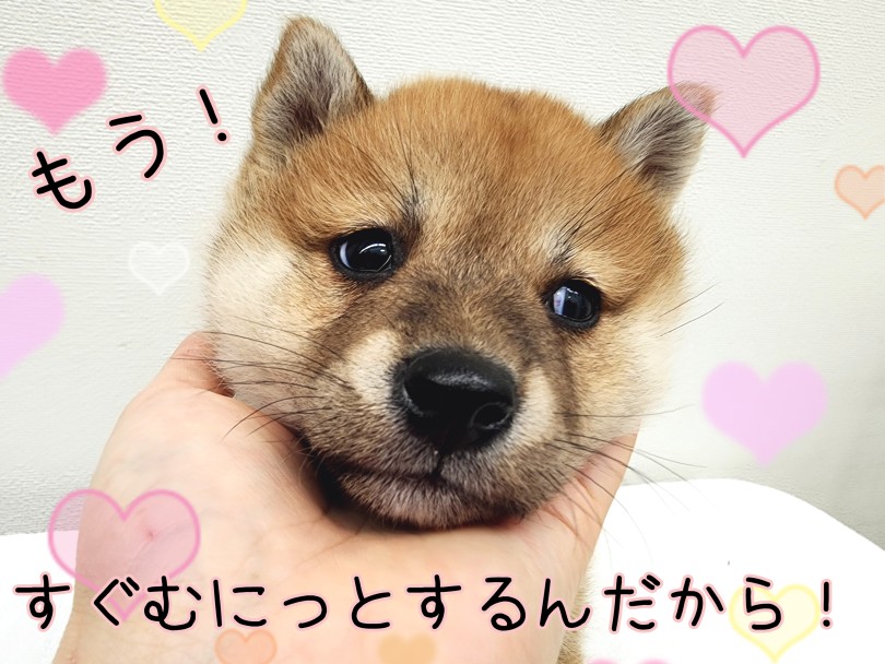 柴犬 】もっちりどすこいボディののんびり屋！ | マルワンBLOG