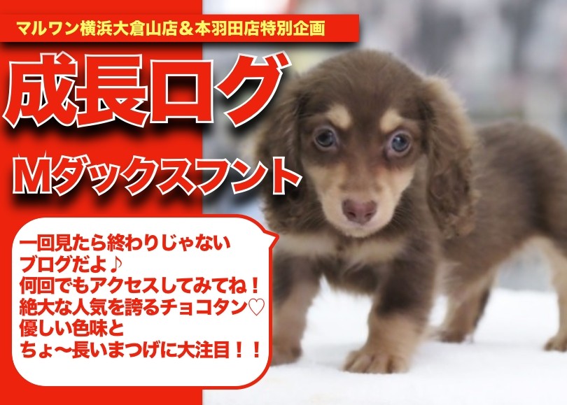 クレッセントリース&ダックスちゃん だっちゃんの成長アルバム】ちょ〜長いまつげが愛らしい！ダックス