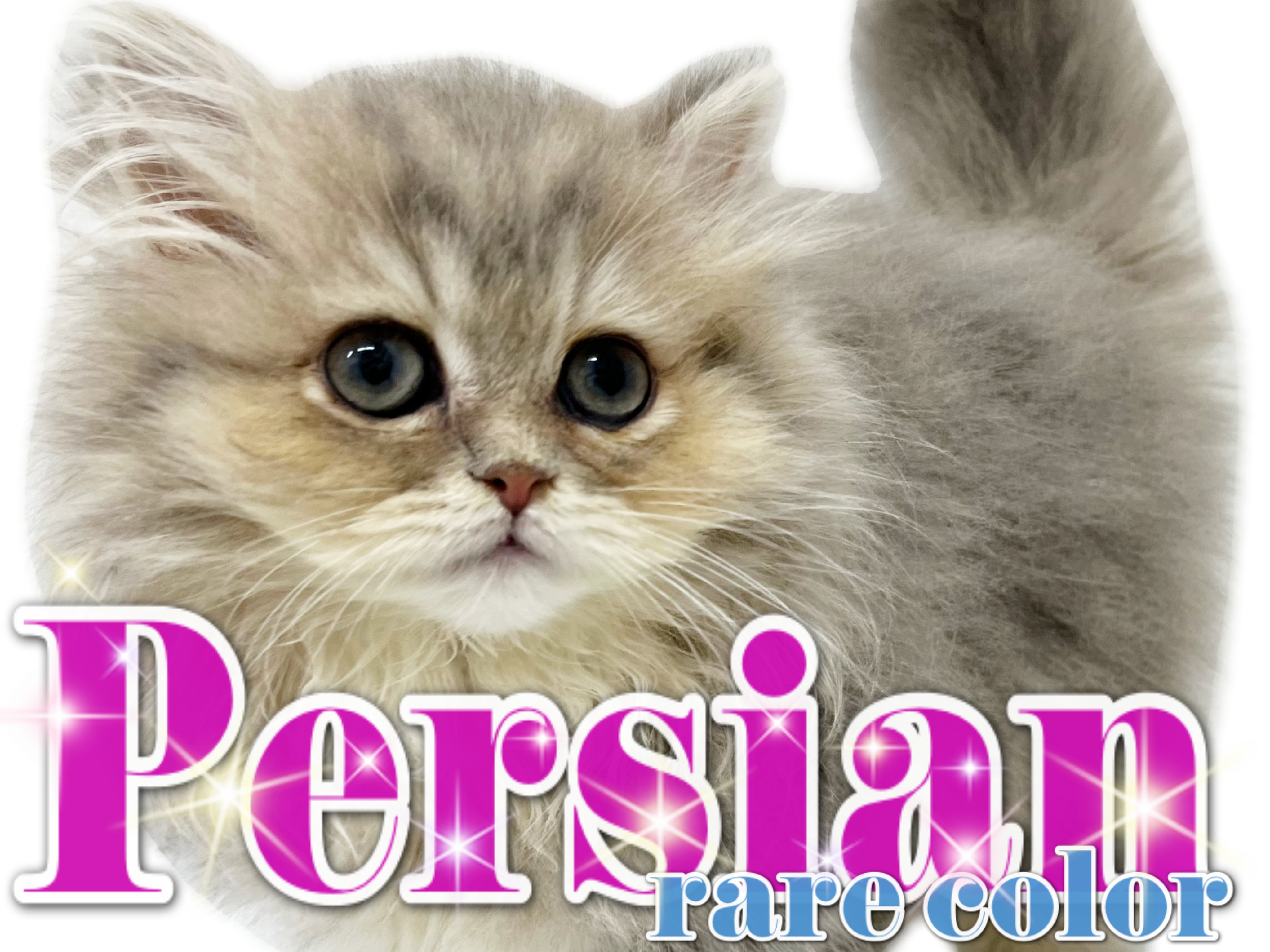 希望価格！？超貴重アンティーク品！ペルシャ織りのペルシャ猫！ PPC-