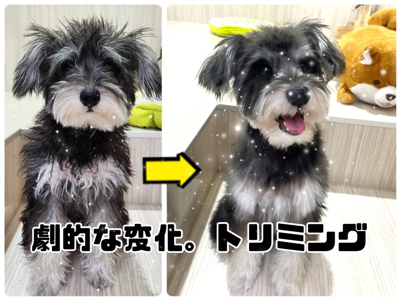 ミニチュアシュナウザー 】劇的な変化！シュナちゃんトリミングに行っ