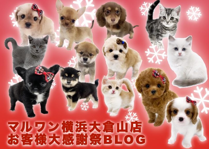 わんわんにゃんにゃんの日 】大倉山店のわんわんにゃんにゃん全