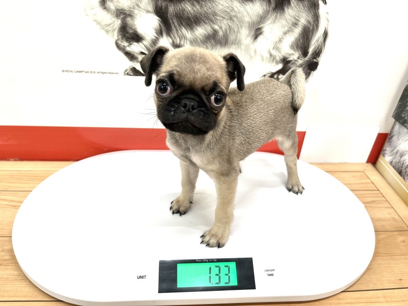 生後約2か月の体重は1.33kg | パグ （18-217） - 横浜 元町店