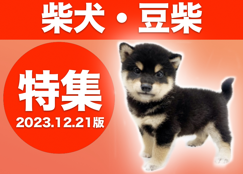 柴犬・豆柴特集 】12/21現在在店中の全店舗の柴犬・豆柴ちゃんをご紹介