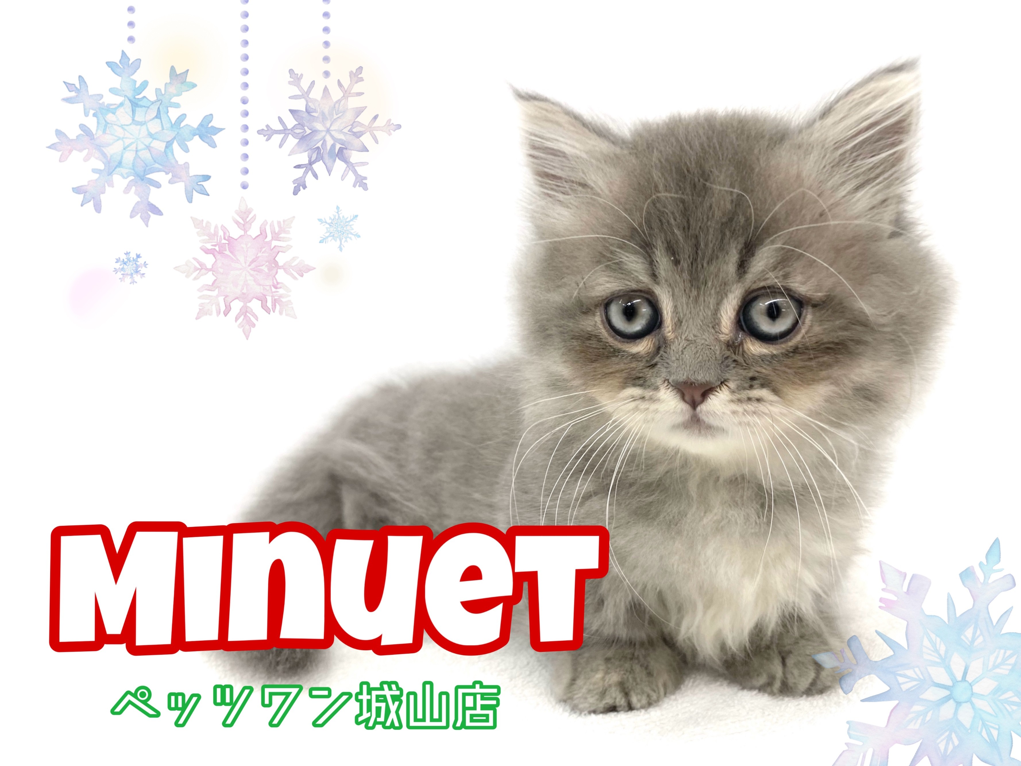 ミヌエット 】可愛すぎて目が離せない！よちよち歩きの愛されキャット