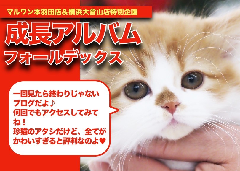応募用です🩷 @lcwwjapan #lcwwねこしゃしん レインボーさん