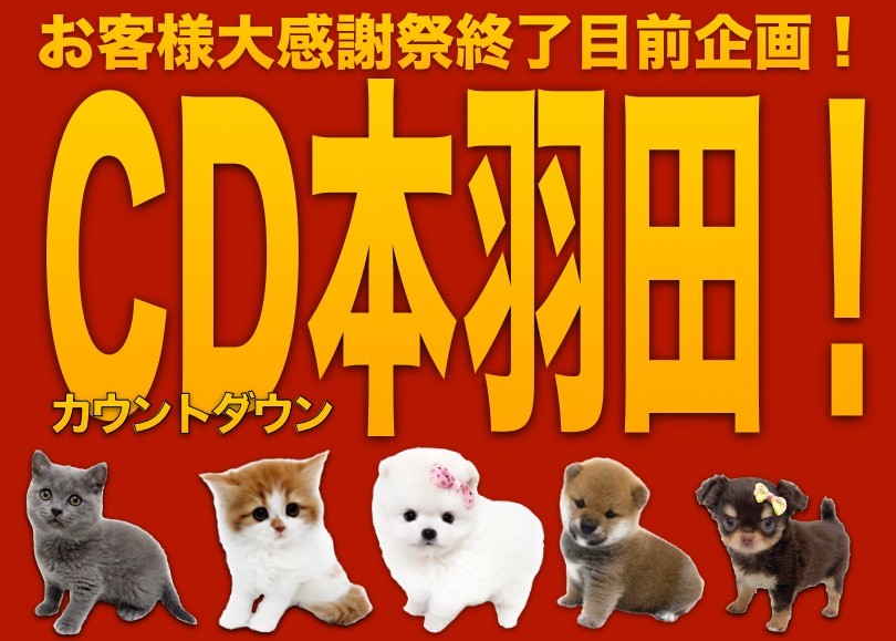 カウントダウン 】大感謝祭大詰め！本羽田店のスペシャルわんにゃんを