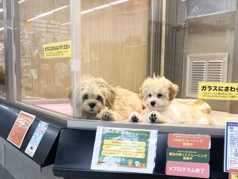 ふたり並んで「遊べ〜ぇぇええ」と無言のアピール（笑） | MIX犬 マルキャバ （06-96） - 横浜 大倉山店