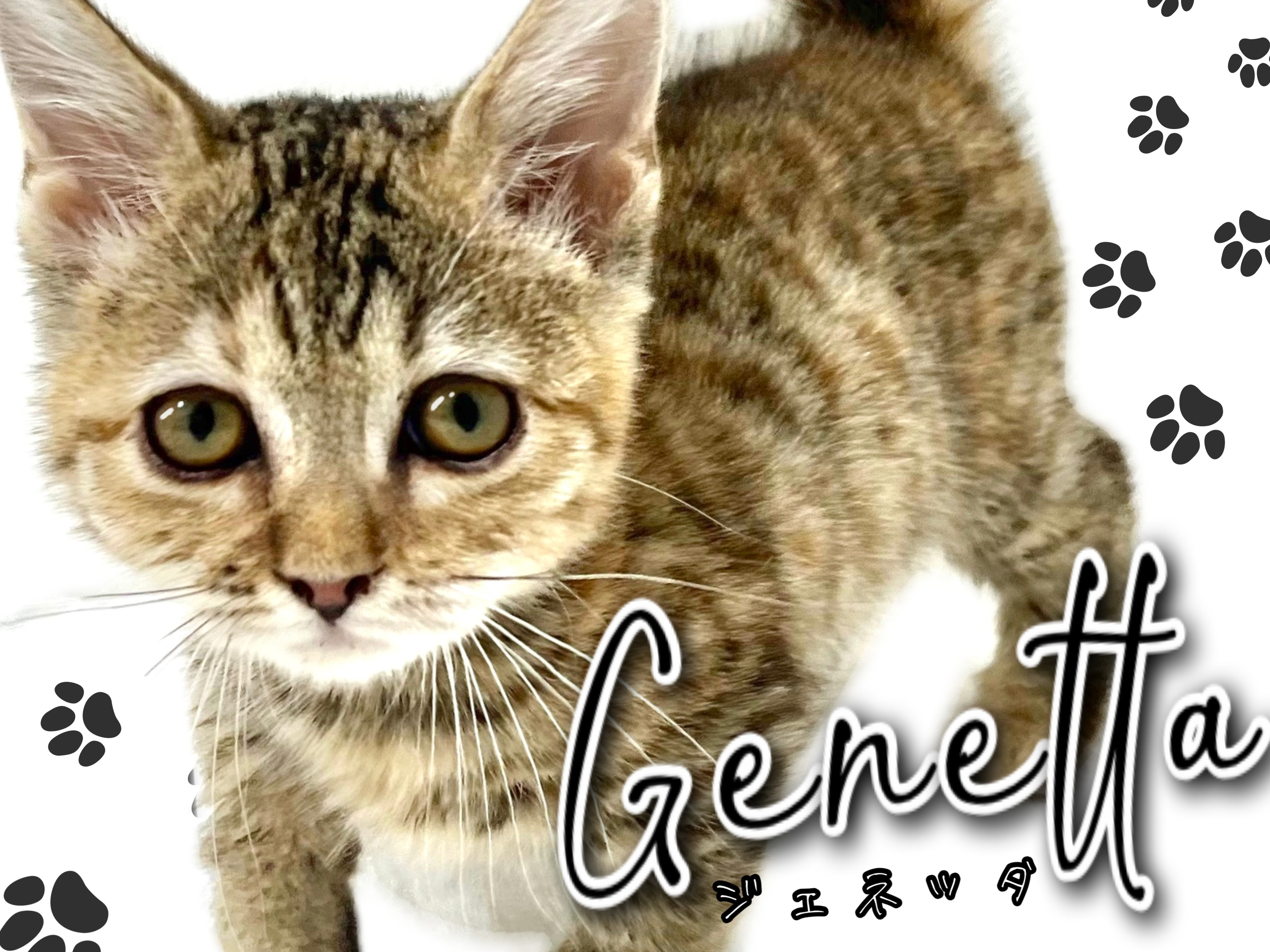 ジェネッタ 】超ヒョウ柄＋超短足＝超キュートなジェネ様なのです