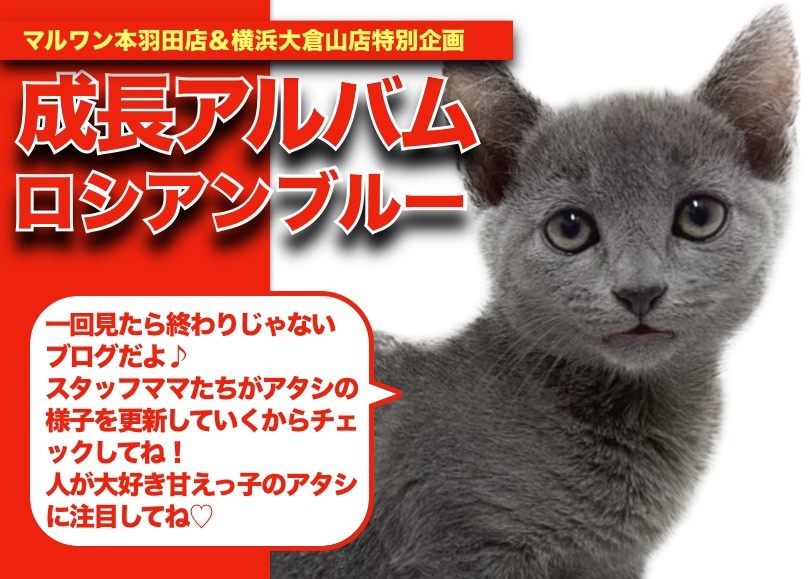 ロシアンブルー 】元気印満点の美女！ロシちゃんの成長アルバム