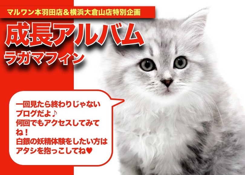 りょうちゃん様予約 絵画「猫の背中にヘンゼルとグレーテル」「ラガマフィンと文鳥」 b3c0d6de04ad1a5bb375eb9d286242