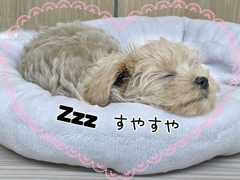 寝顔がこんなに可愛い子いる？！ | MIX犬 マルプー （17-76） - 高井戸店
