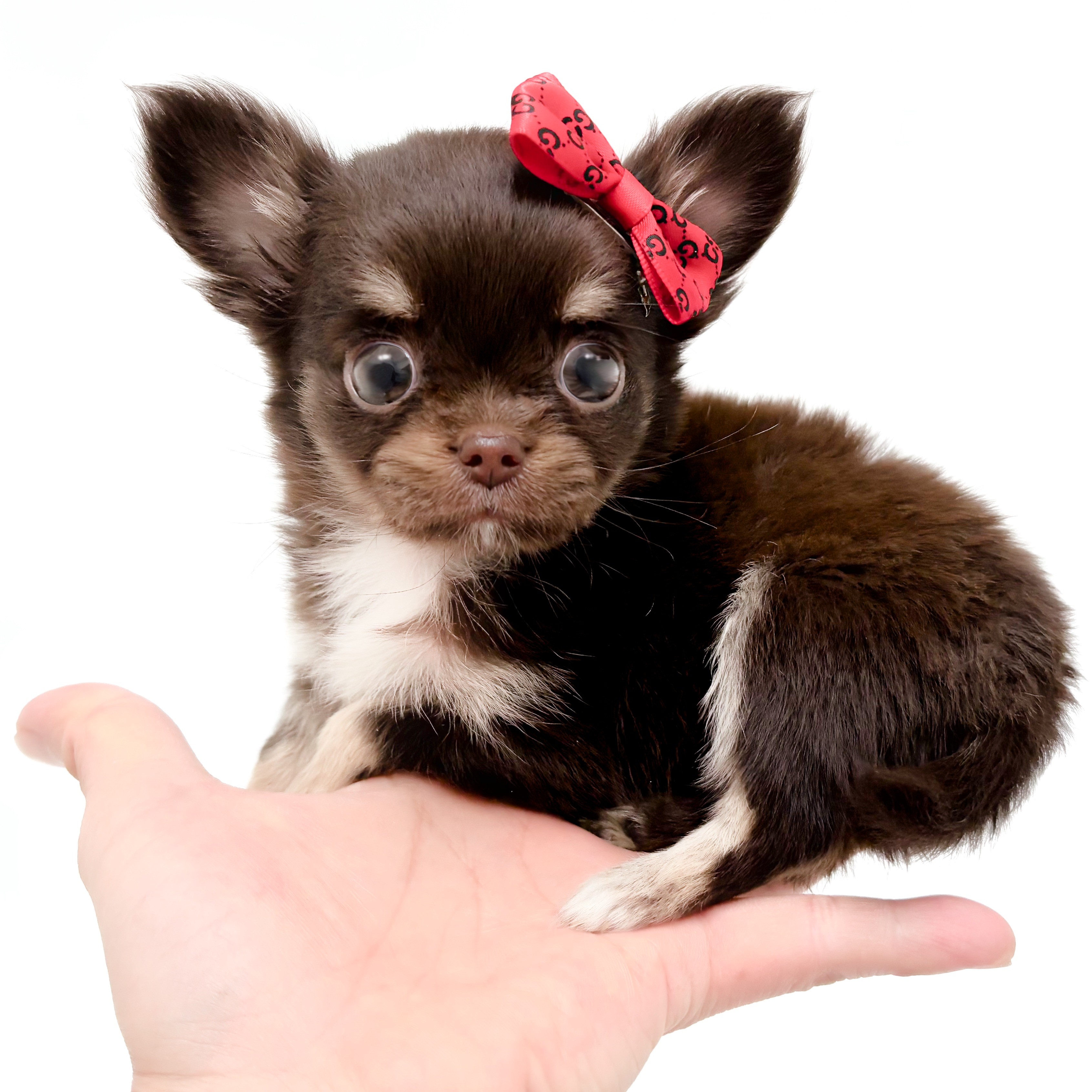チワワ | ペットショップ マルワン 小さめ子犬 美形な子猫 初心者安心
