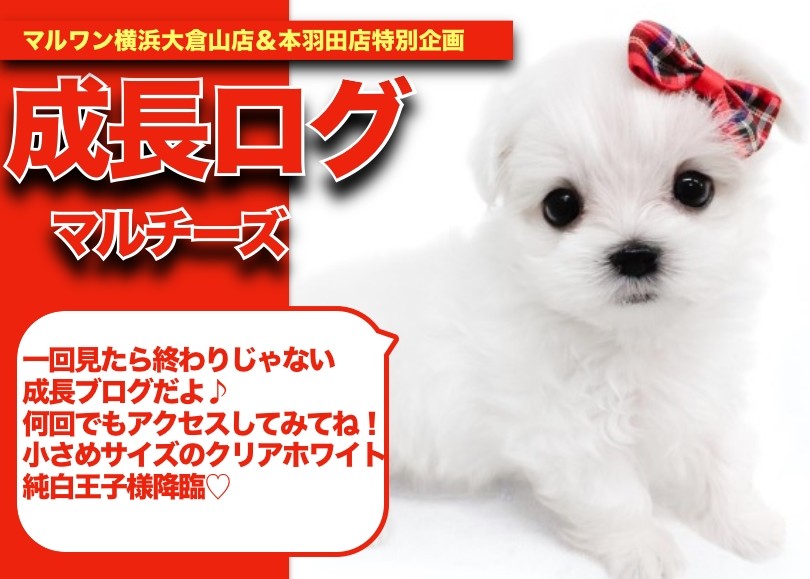 CD「まるまるぜんぶちびまる子ちゃん」PC-PCCA-80032