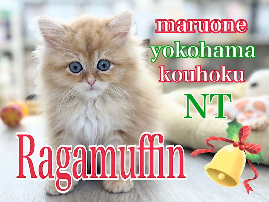 ラガマフィン 】ベビーフェイスの可愛い系男子！レッドタビーの長毛猫