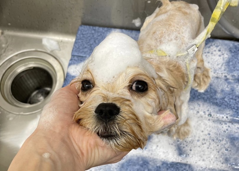 シャンプーやメンテナンスはピカイチでおとなしい | MIX犬 マルキャバ （06-96） - 横浜 大倉山店