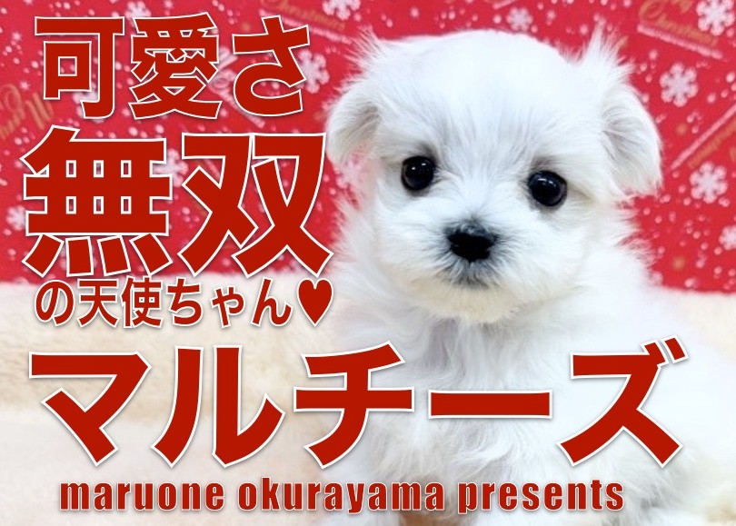 マルチーズ★ドレッサーペット★美品 マルチーズ☆ドレッサーペット☆美品 （【楽天市場】【 スーパー