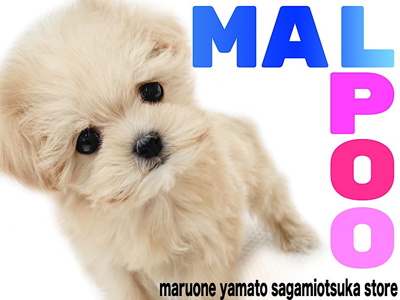 f5b7fb4f9f897bee319e8c50e0e072